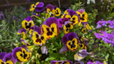 All the Annuals Worth Planting Right Now for Fall