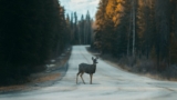 What to Do When You Hit a Deer